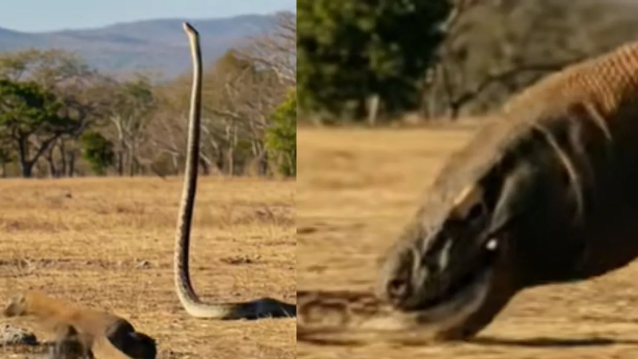 Komodo Dragon vs King cobra