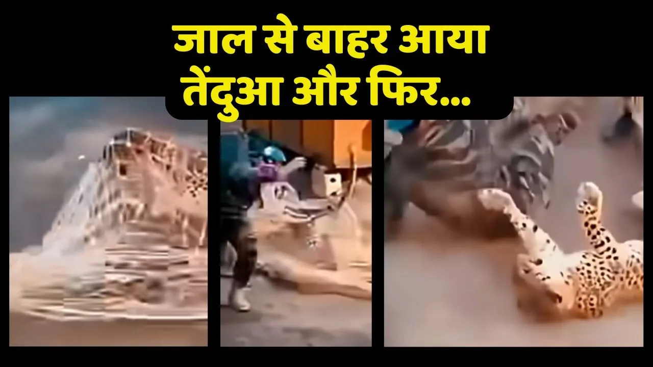 Loepard Rescue viral video