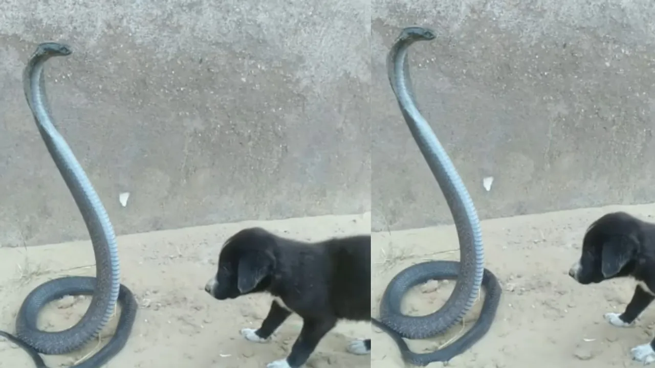 snake attack on puppy