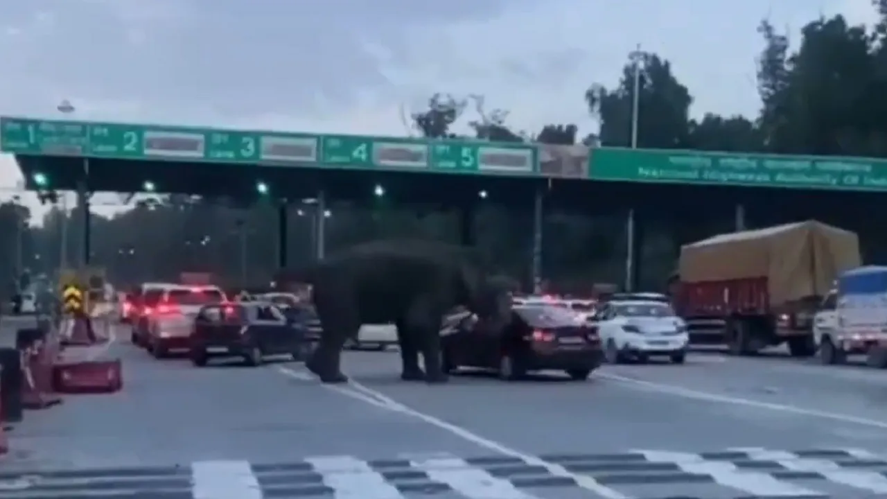 angry elephant attack