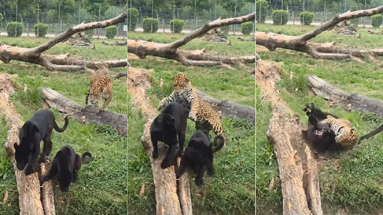 Jaguar vs Black Panthe