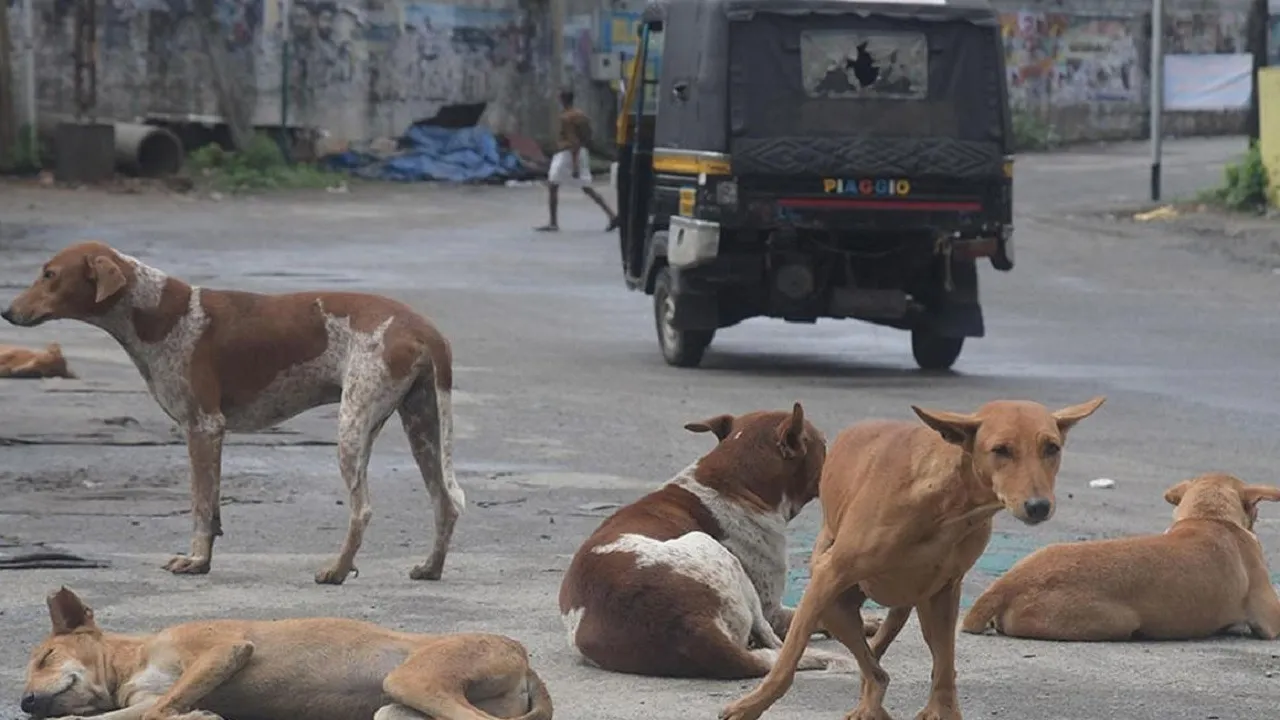 stray dogs
