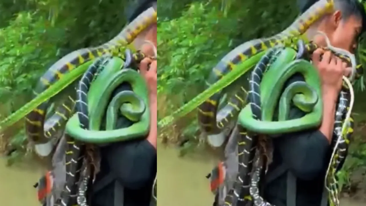 viral snakes video  (1)
