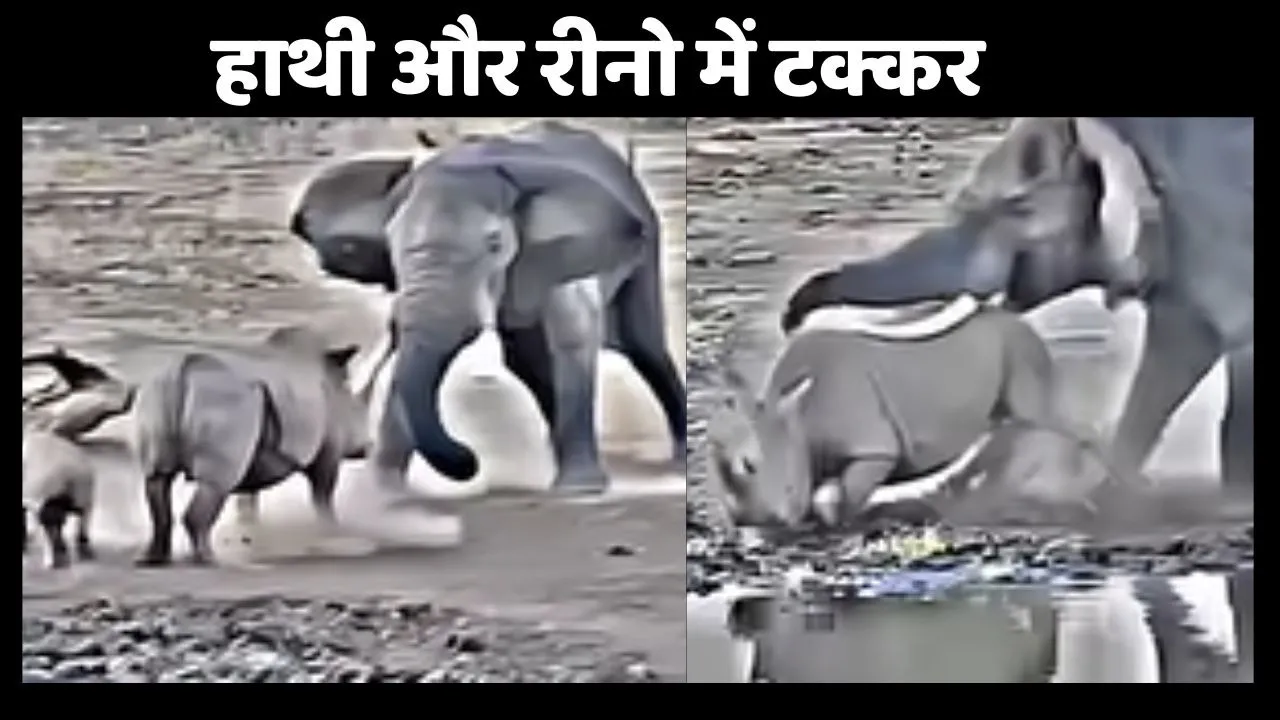 Elephant vs Rhino Fight Video Viral