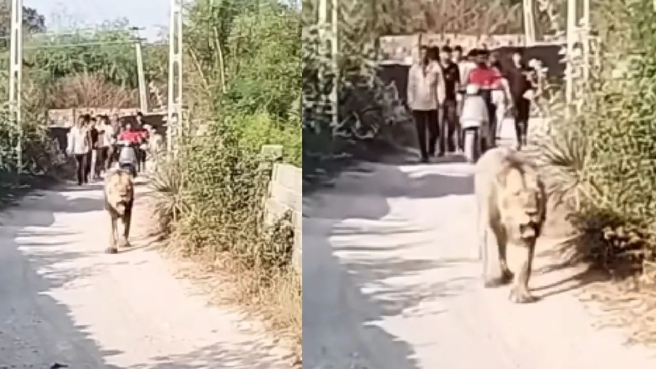 viral gir video