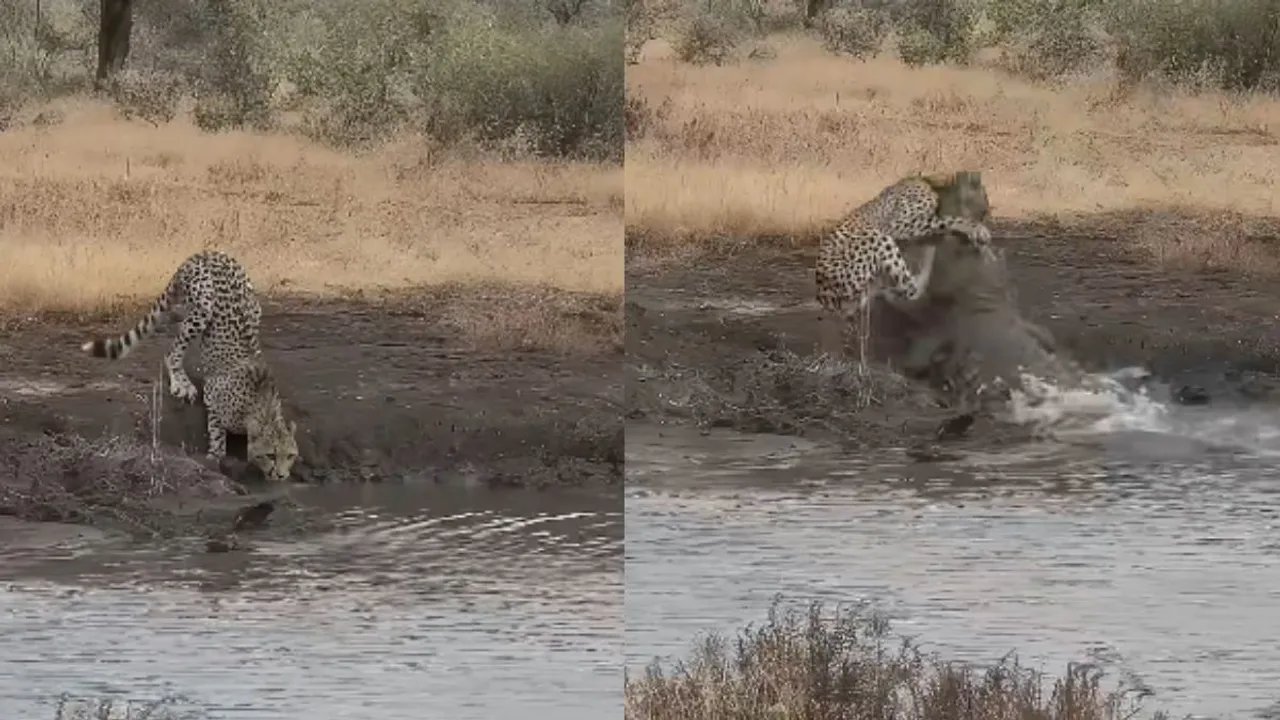 viral video crocodile attack on chhetah