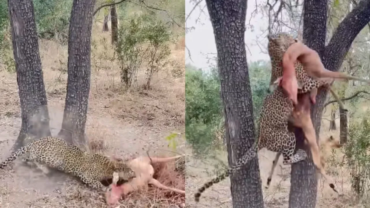 viral wildlife video