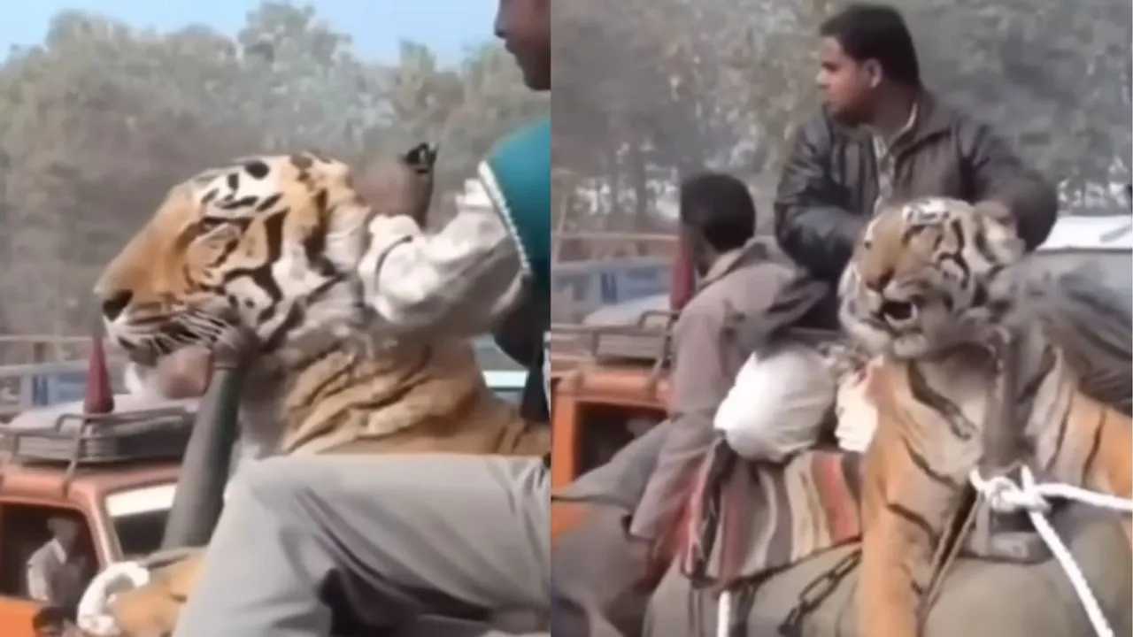 viral wildlife video