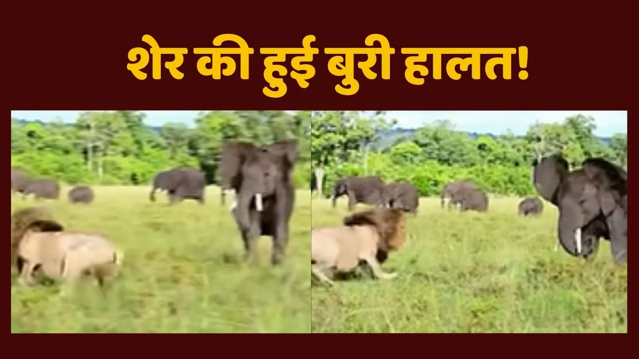 Lion Fight video with elephant