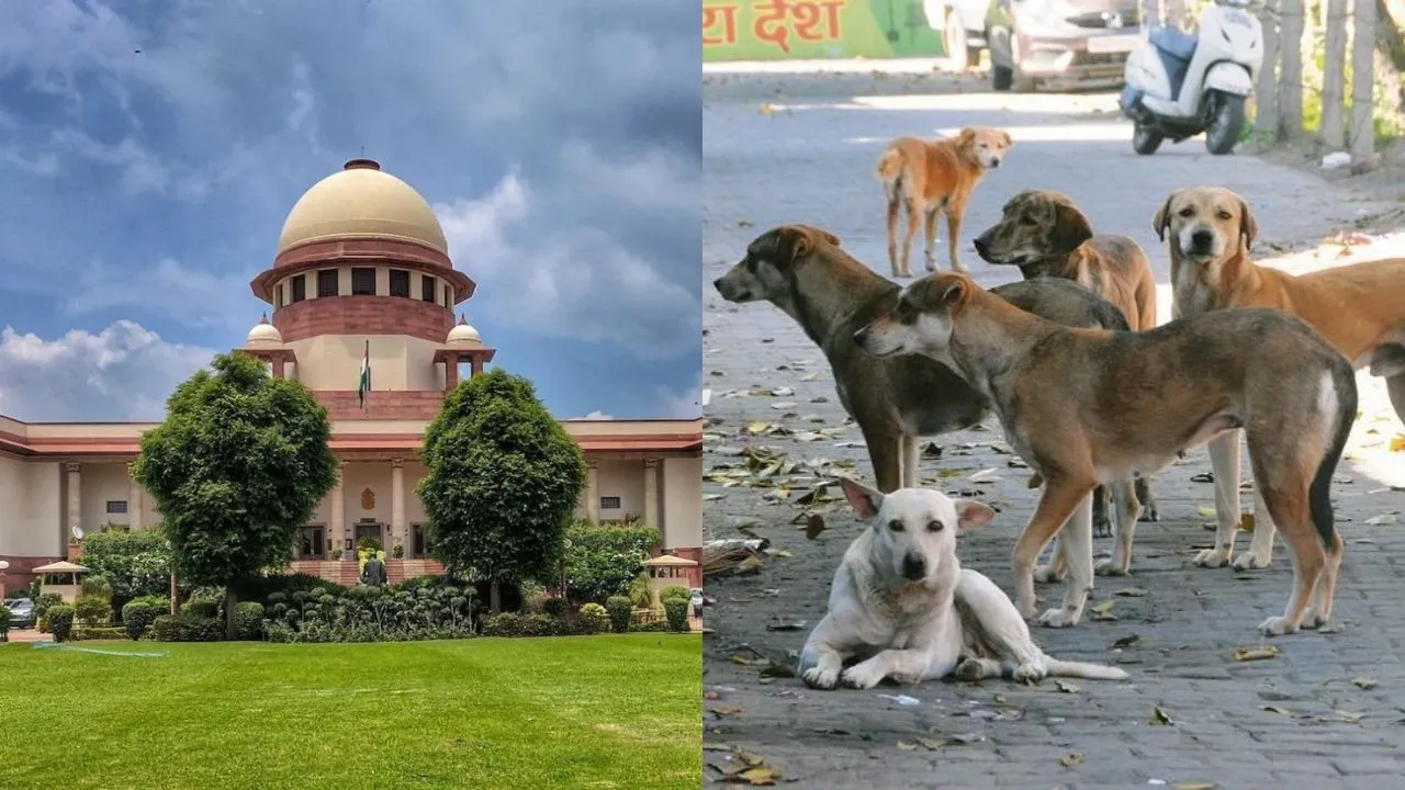SC on Stray Dogs