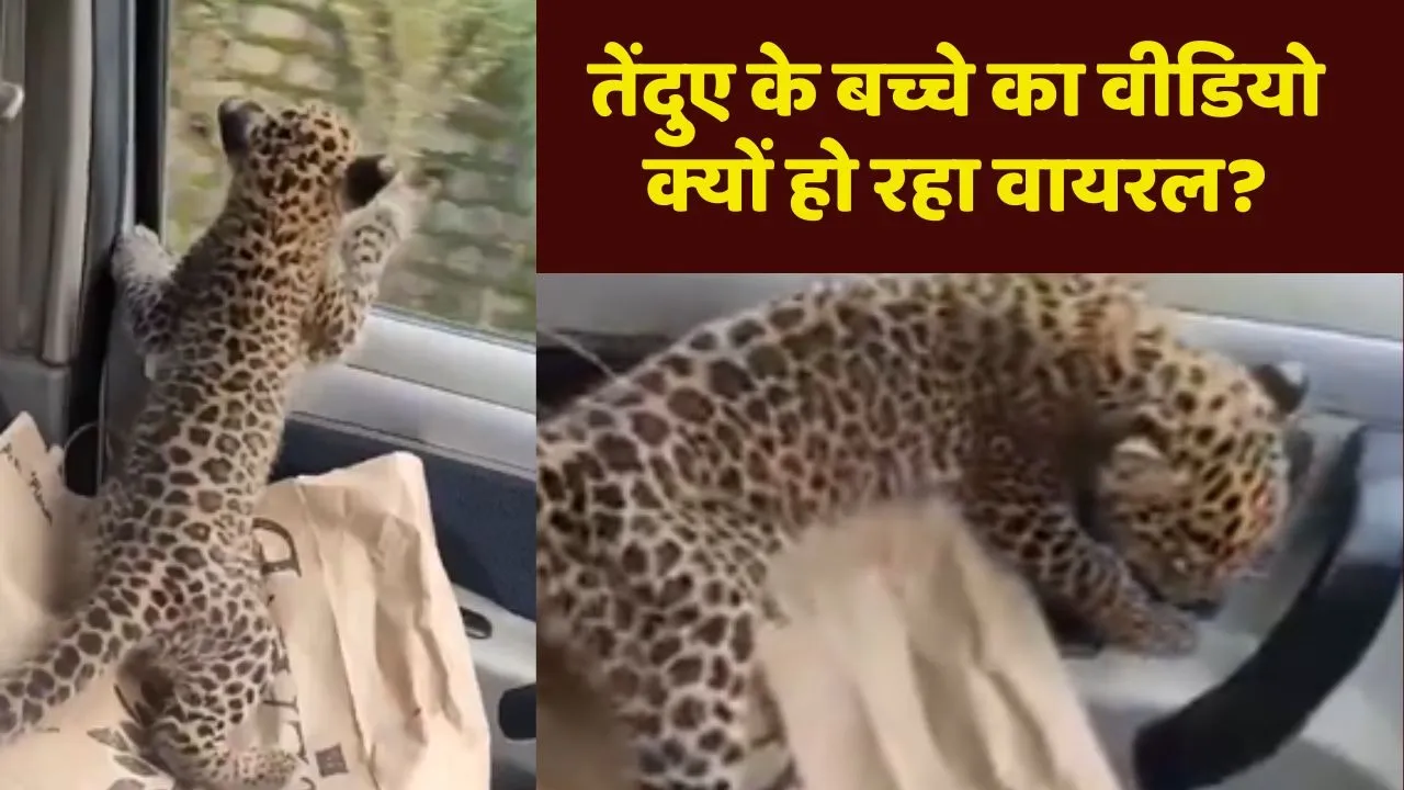 Leopard cub video viral