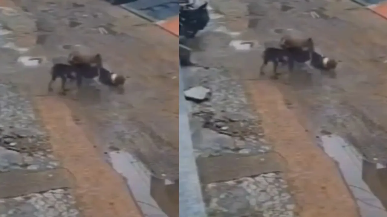 viral street video dogs