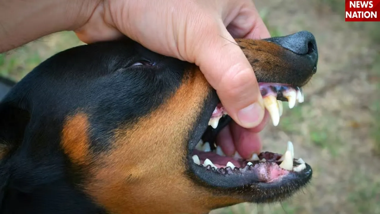Animal Bites