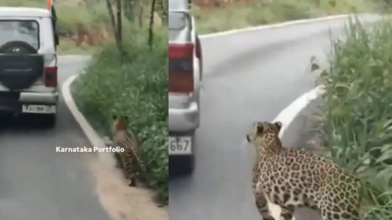 VIRAL LEOPARD VIDEO