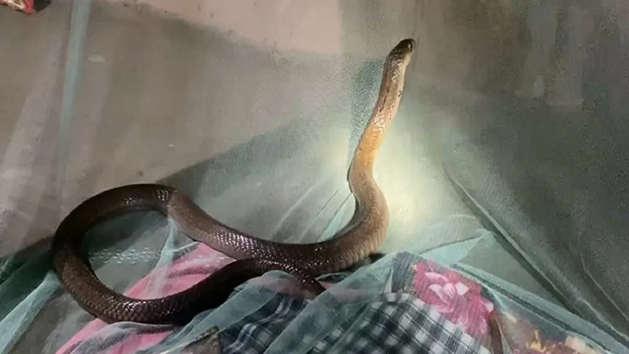 Odisha