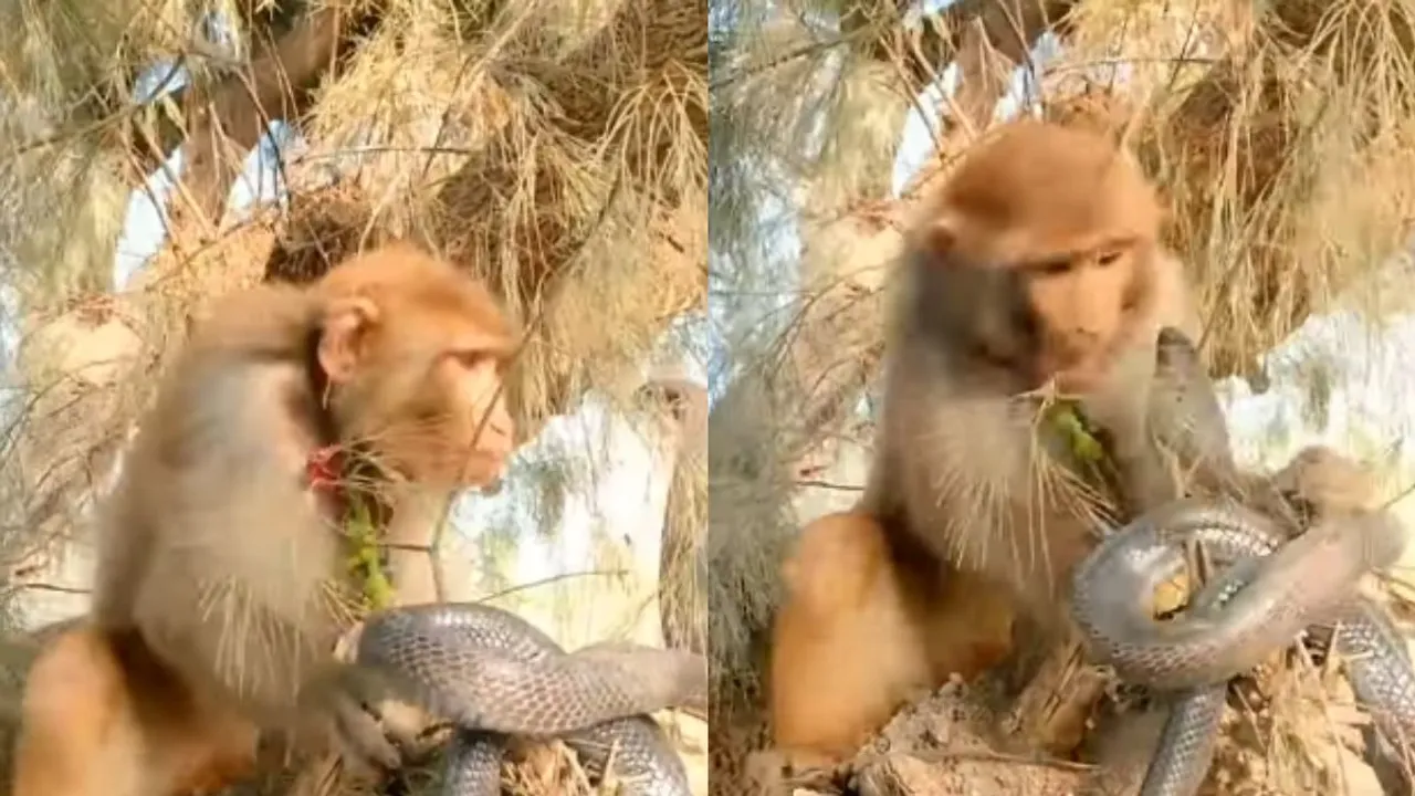 viral king cobra attack monkey