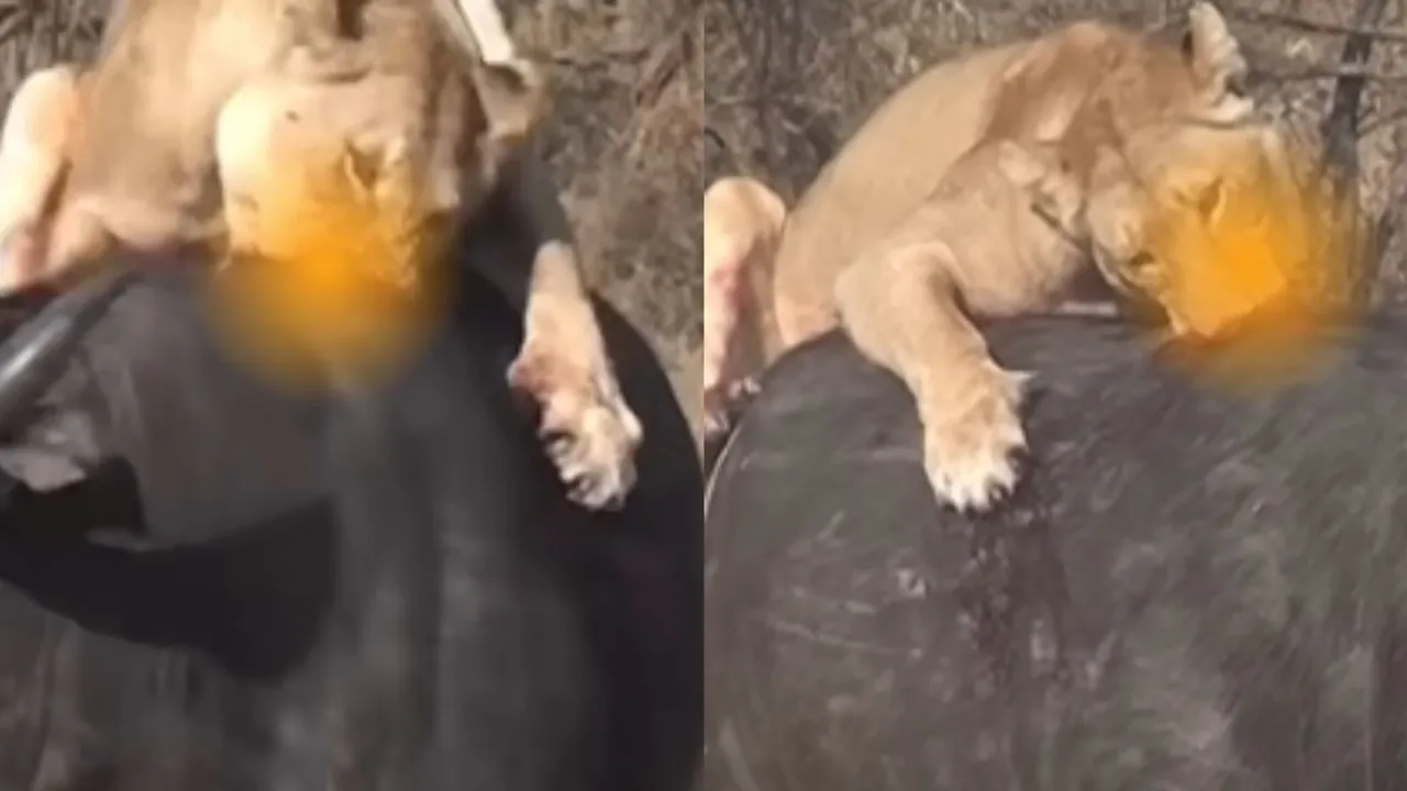 lions attacking buffalo