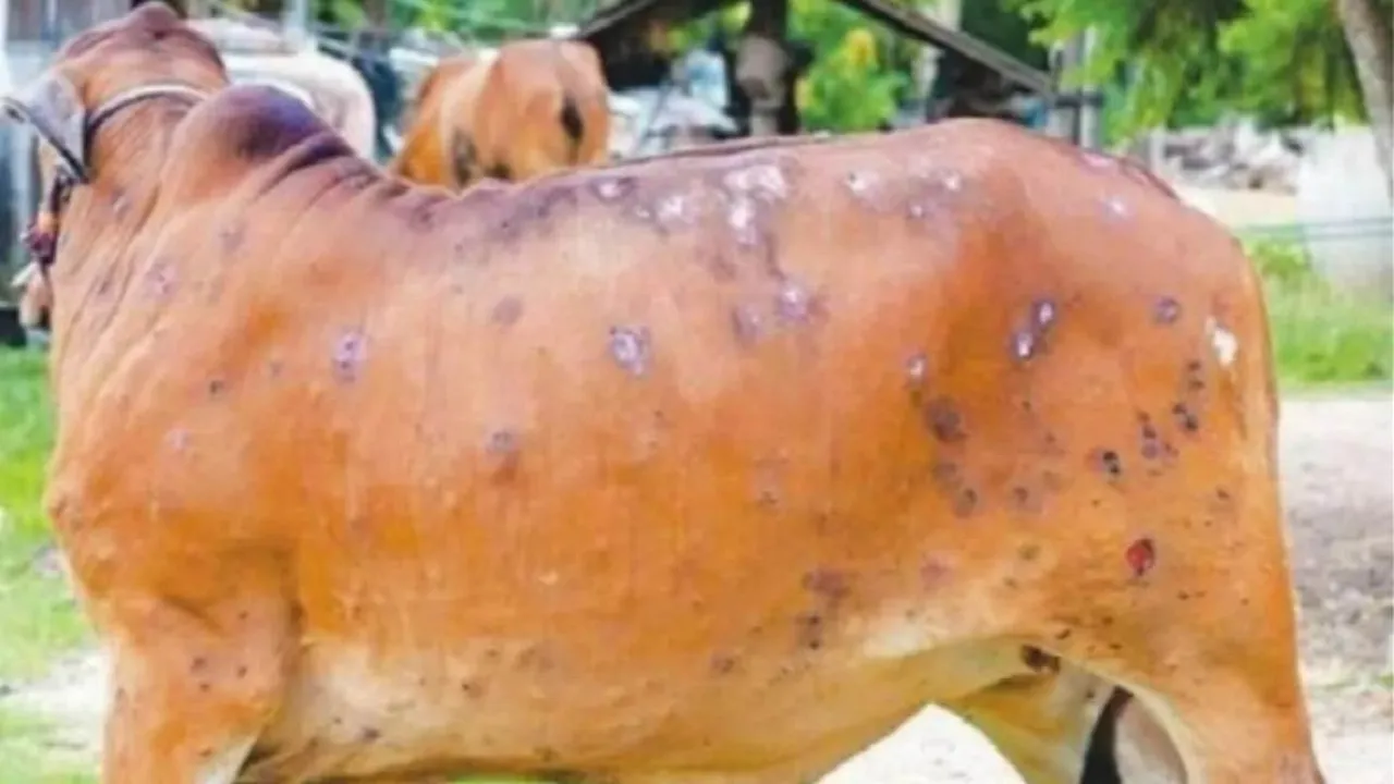 Lumpy Skin Disease