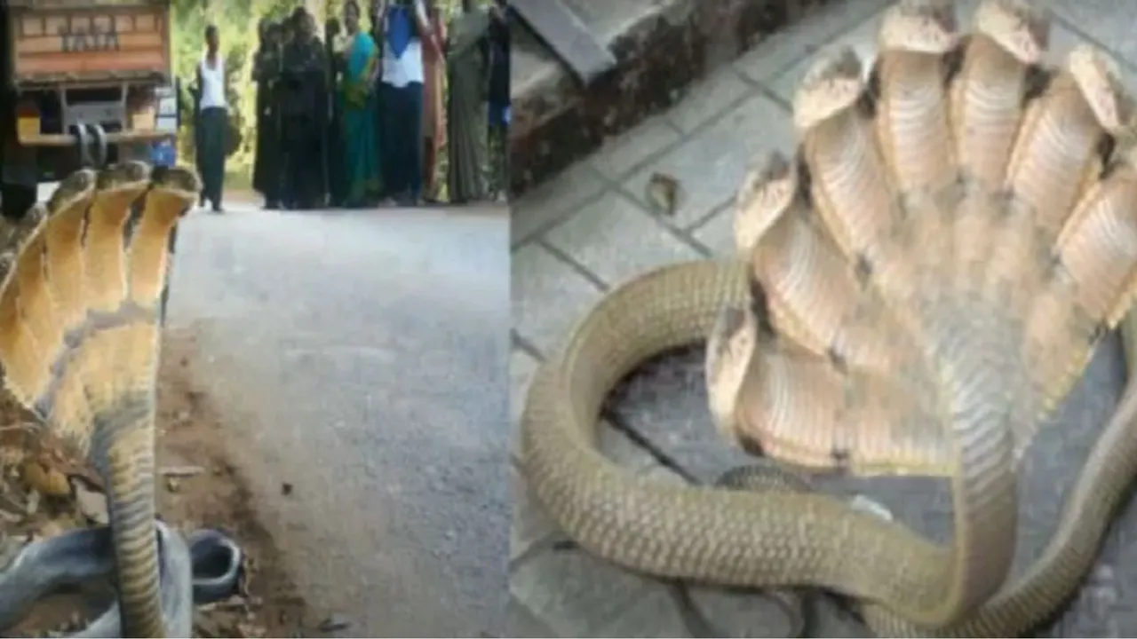 viral video snake (1)