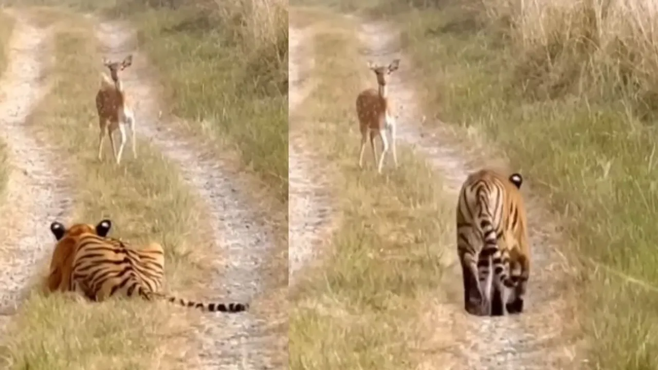 viral wilife video