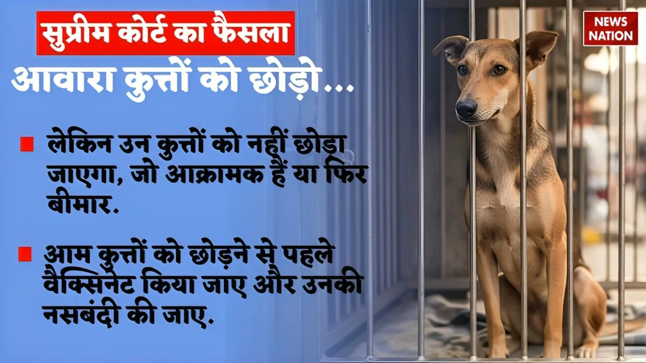 Supreme Court judgement on Street Dogs today Live updates in hindi