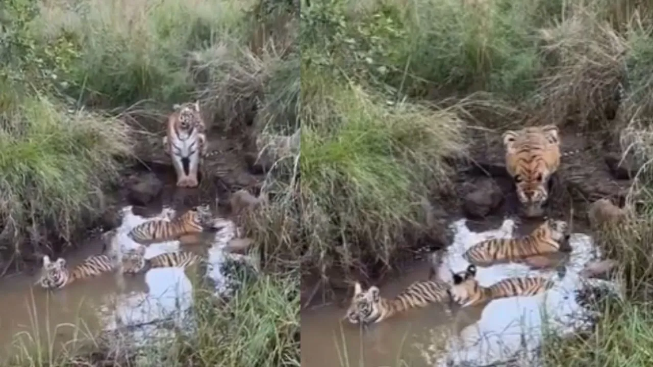 Tigress Video Viral