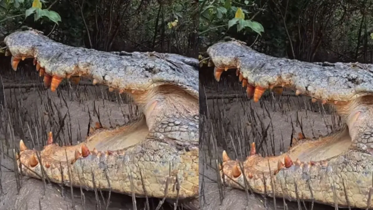 viral crocodile video (1)