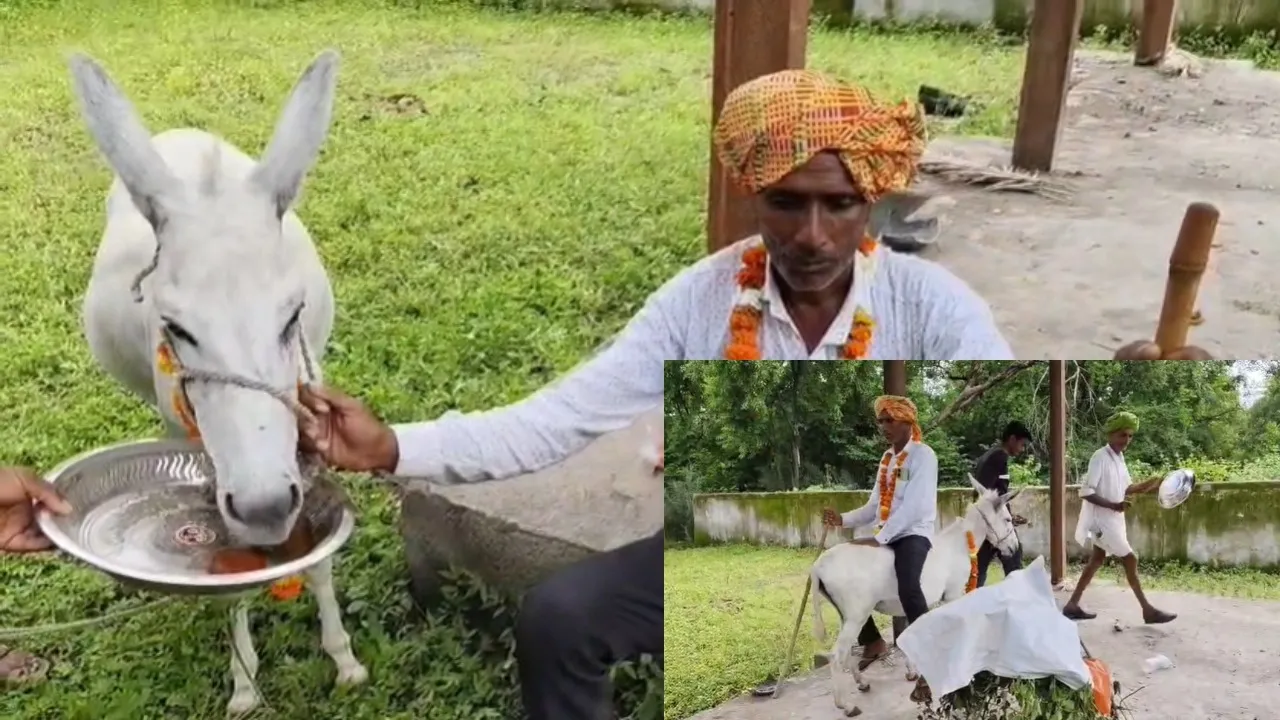 Jhalawad gulab jamun feed donkey