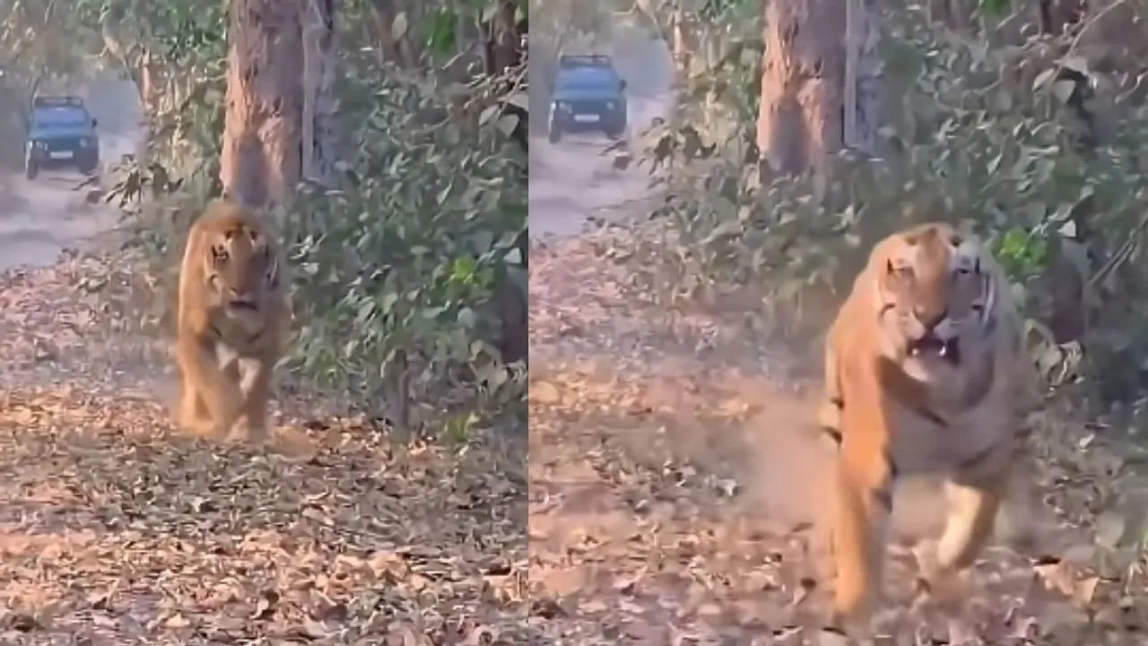 tiger attack video (3)