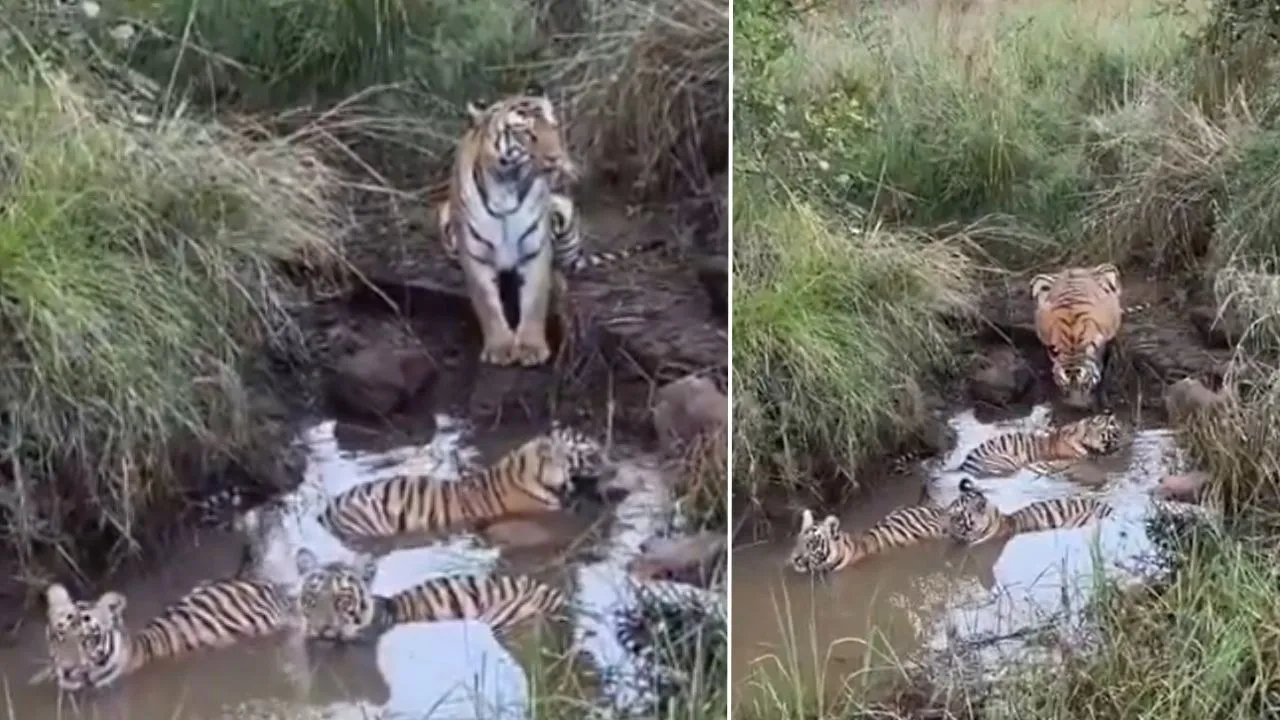 Tiger Viral Video tigress guards cub as they playing in waterhole