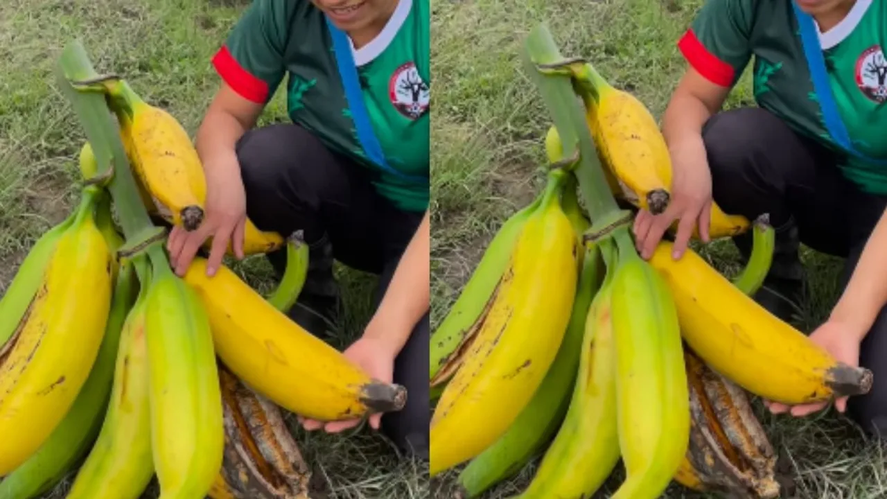 viral banana video