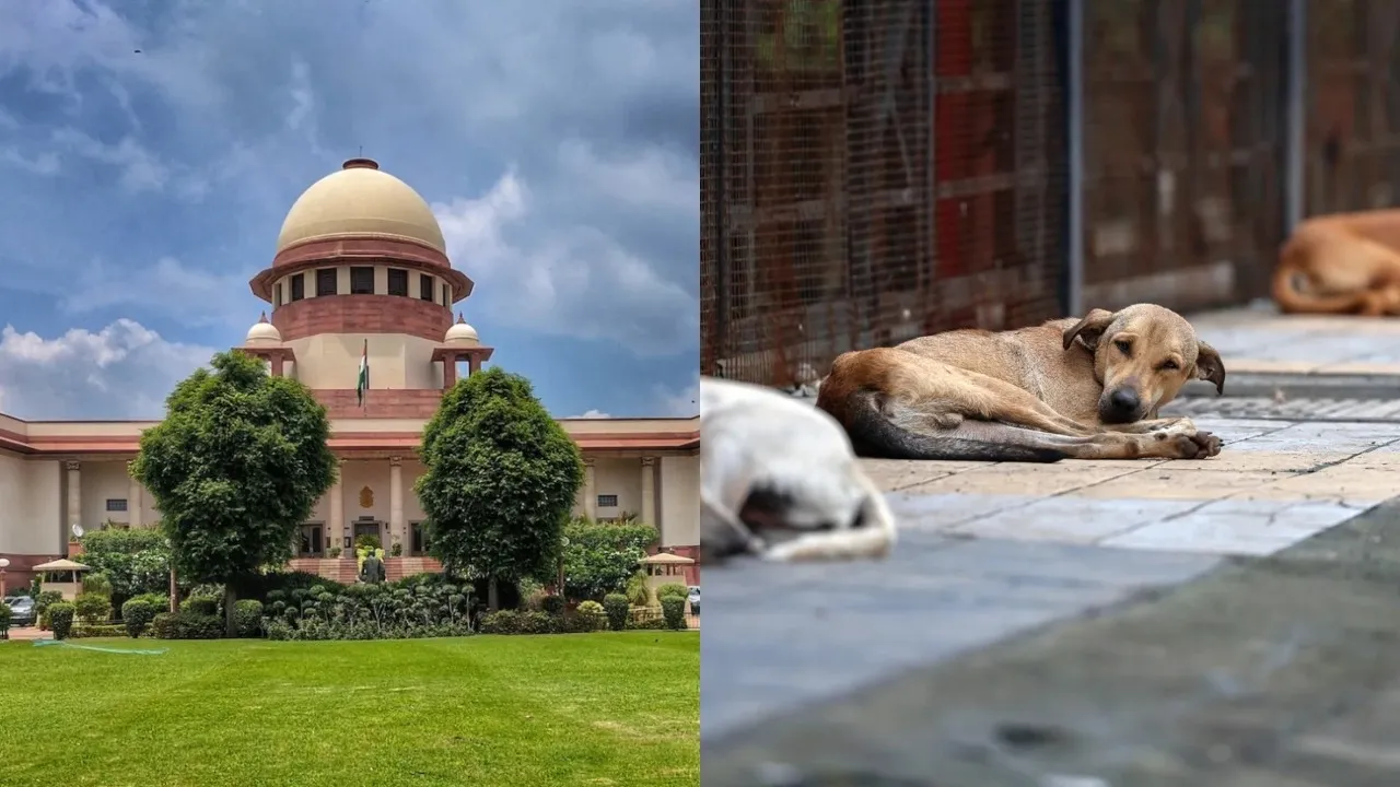SC on stray dogs