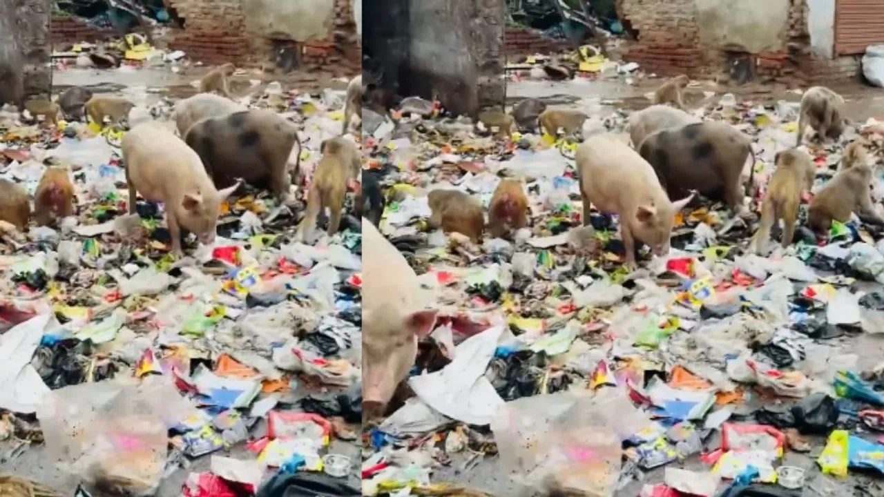 viral video garbage in banke bihari