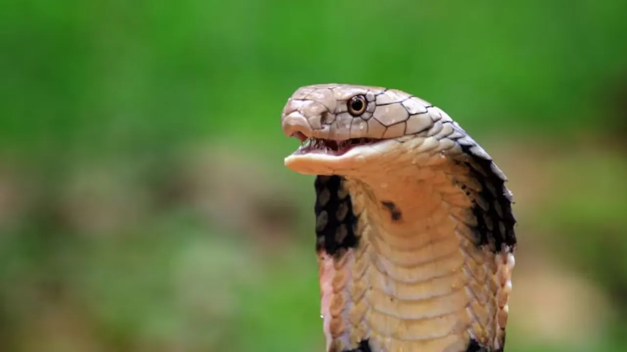 cobra snakes news