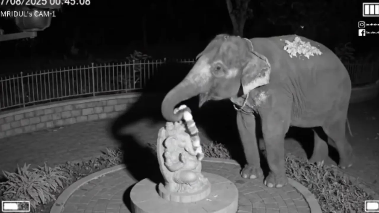 elephant viral video (1)