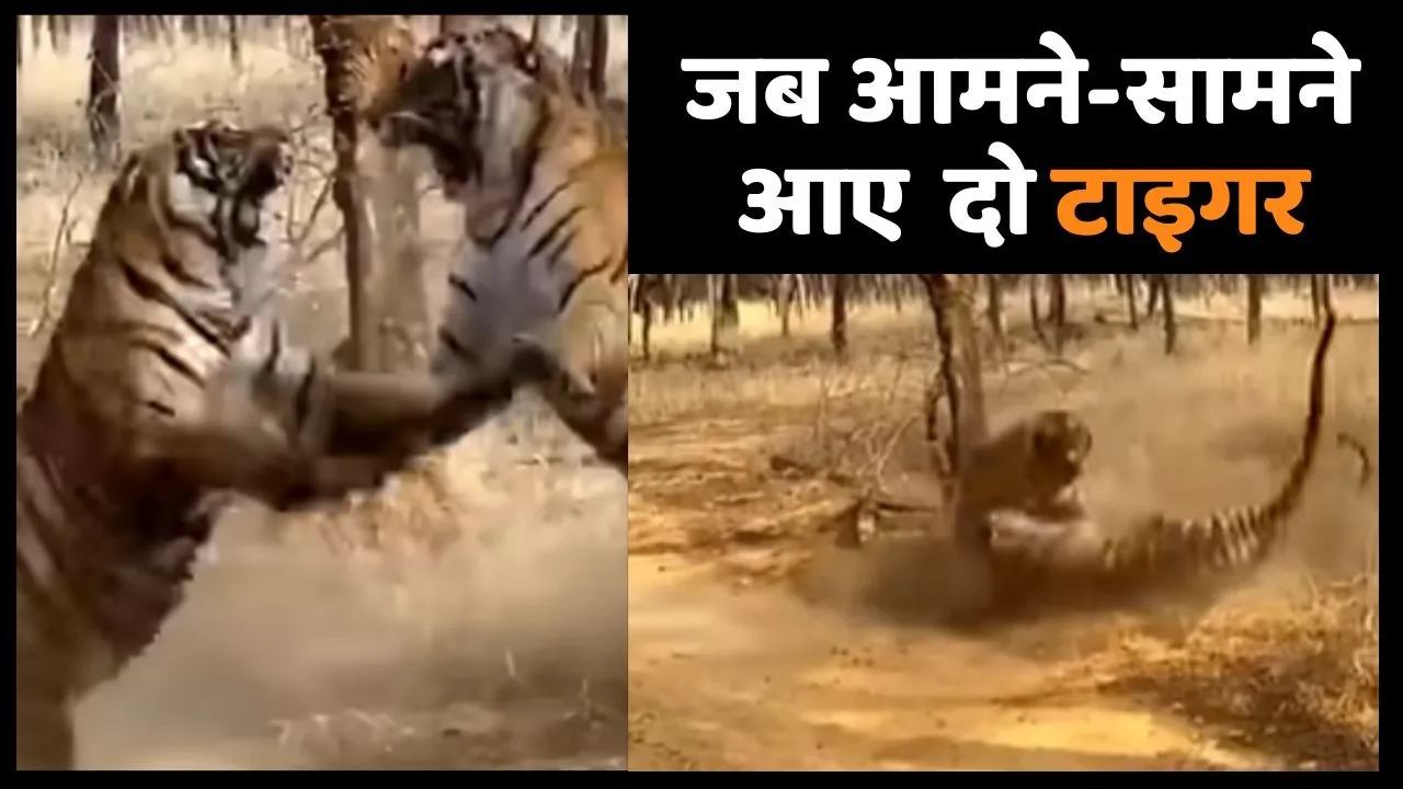 Two Tiger Fight Video Viral