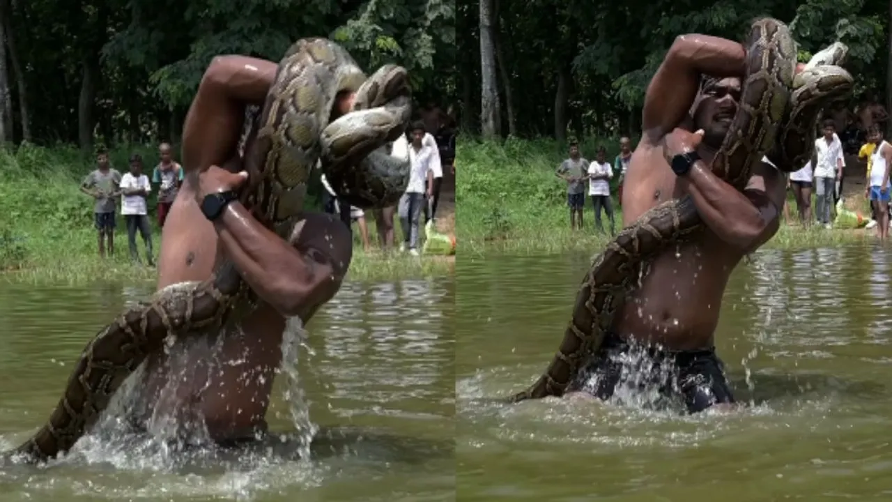 viral python video (4)