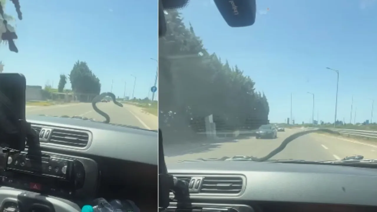 VIRAL VIDEO SNAKE (2)