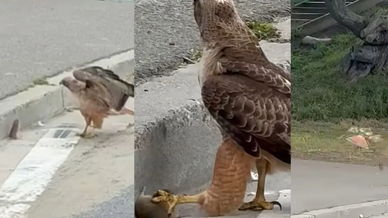Howk rate hunt video viral