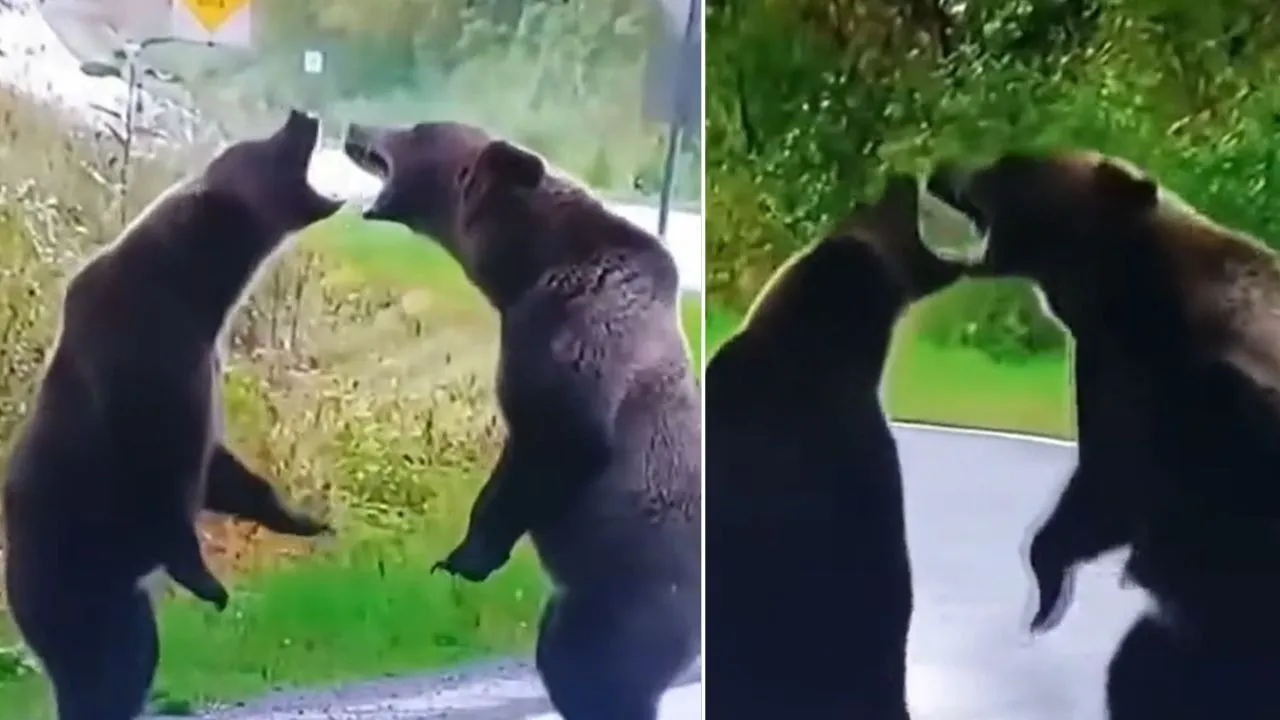 Viral Video of two bear Fighting each other News in hindi