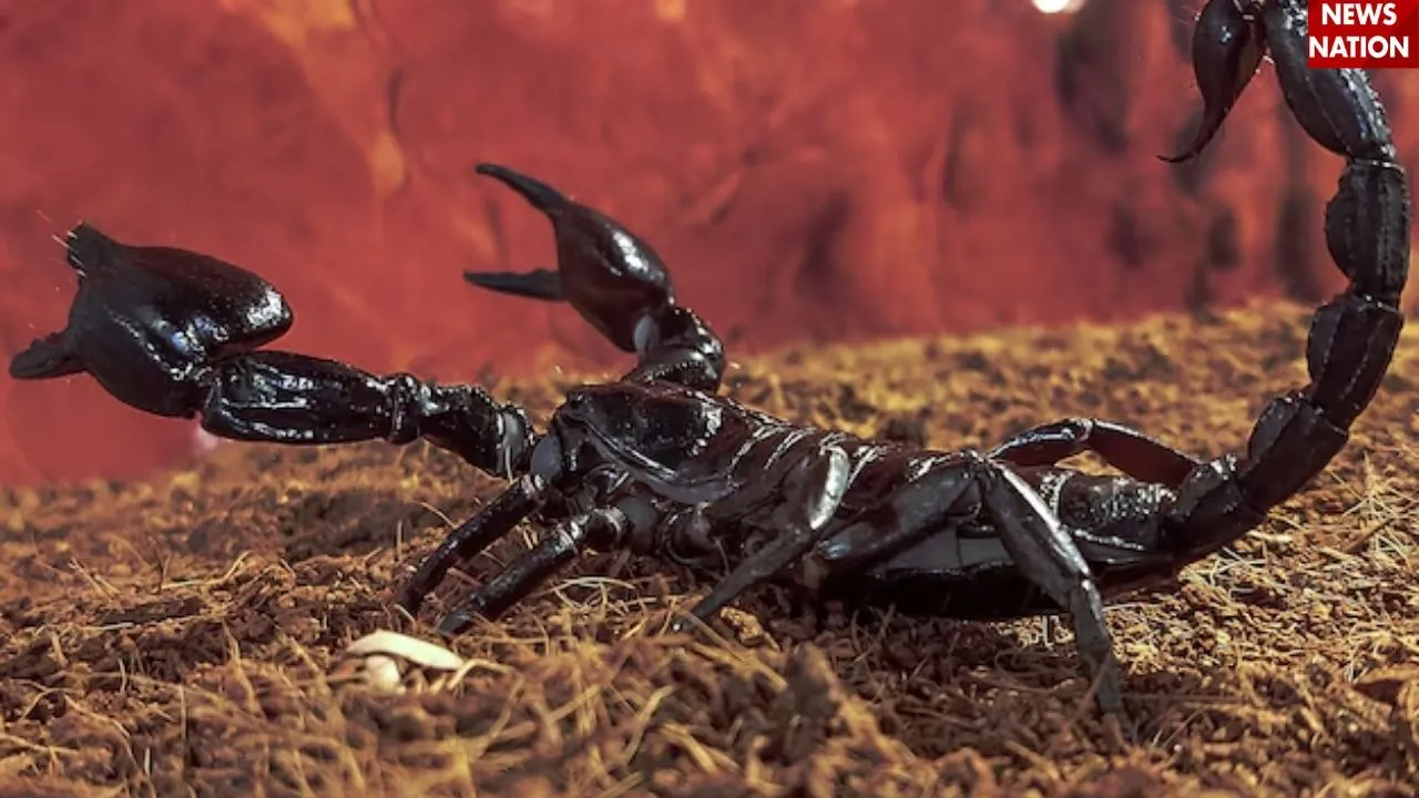 scorpion