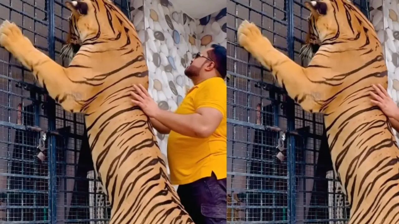 viral tiger video (1)