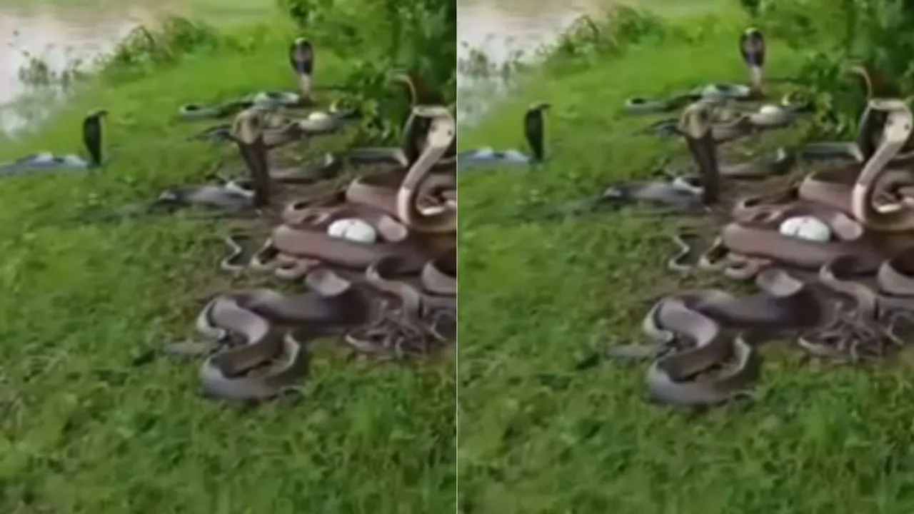 vIRAL COBRA VIDEO (2)
