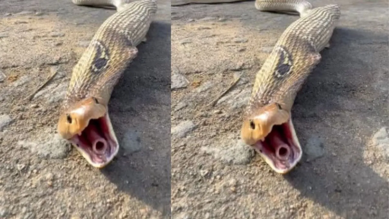 viral cobra video (4)