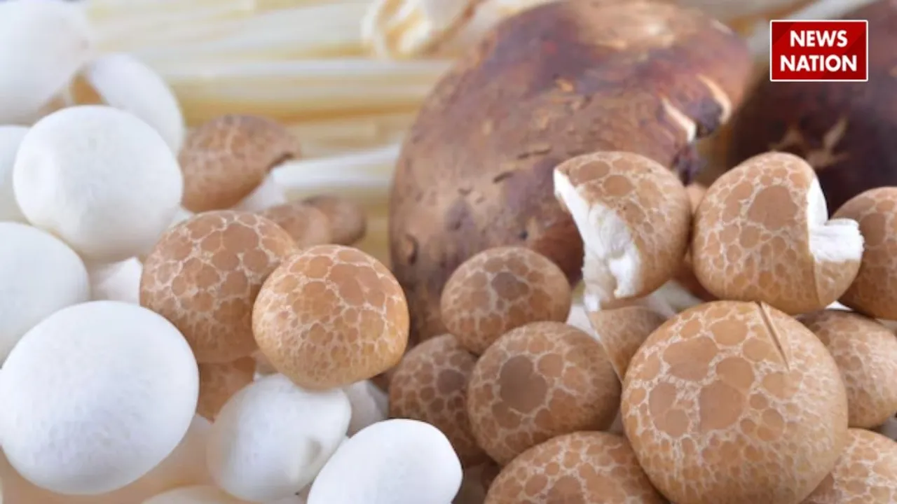 mushroom