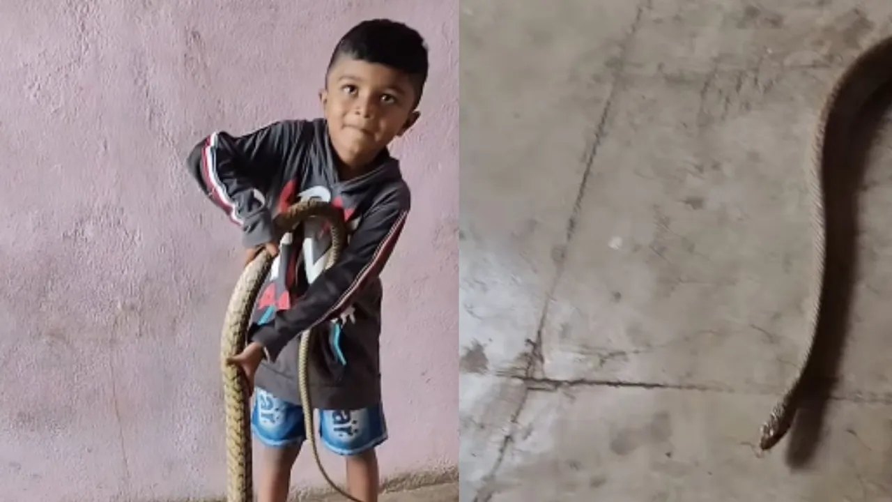 viral video snake (3)
