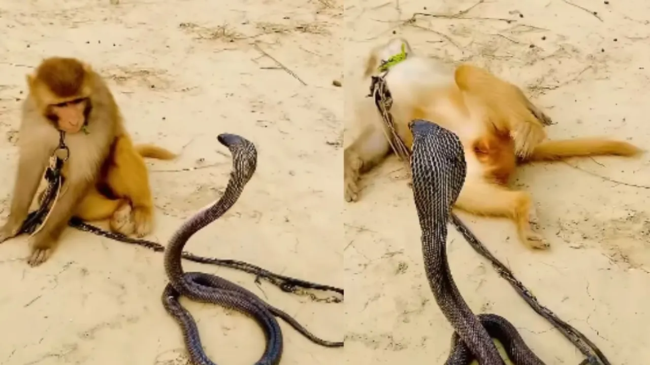 viral cobra video (5)