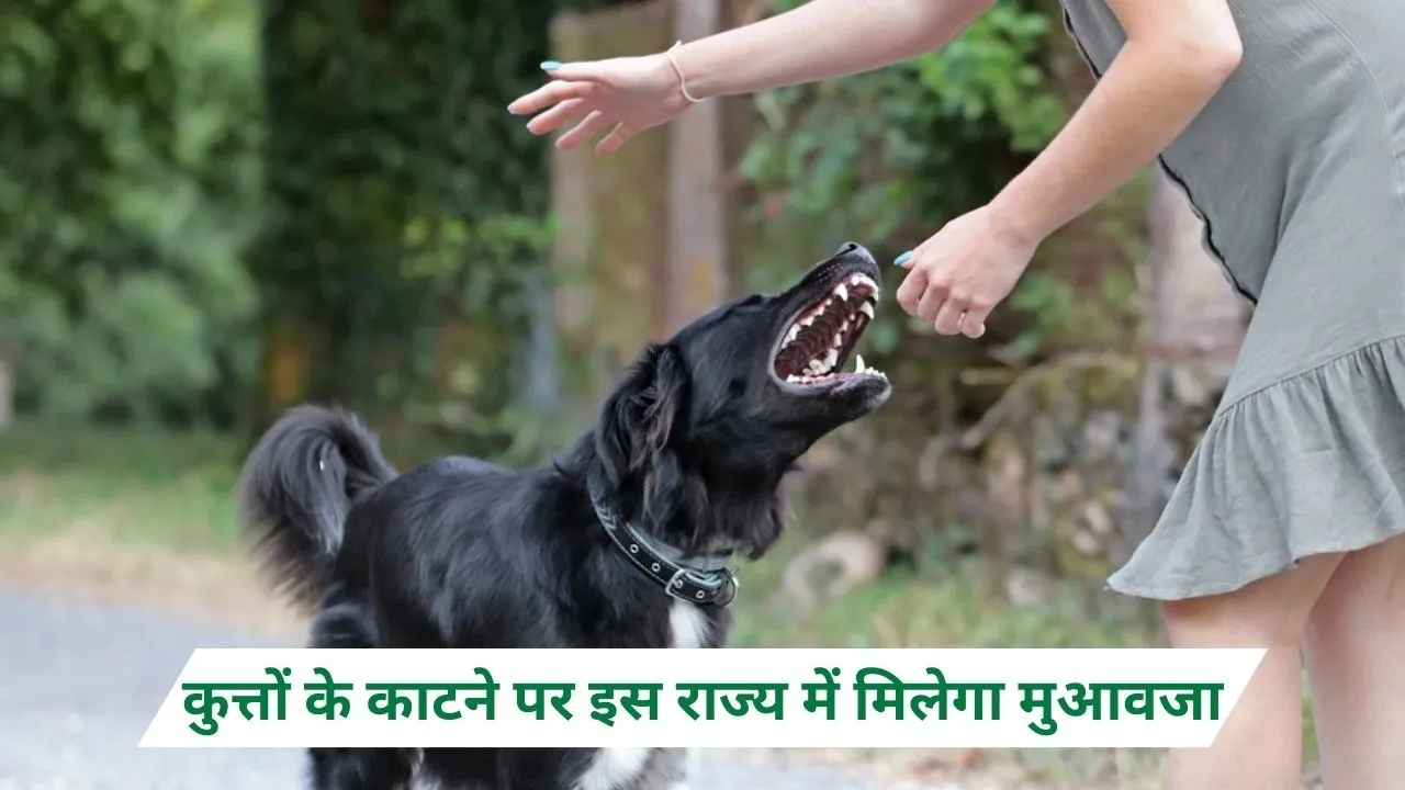 Haryana Dog bike compensation