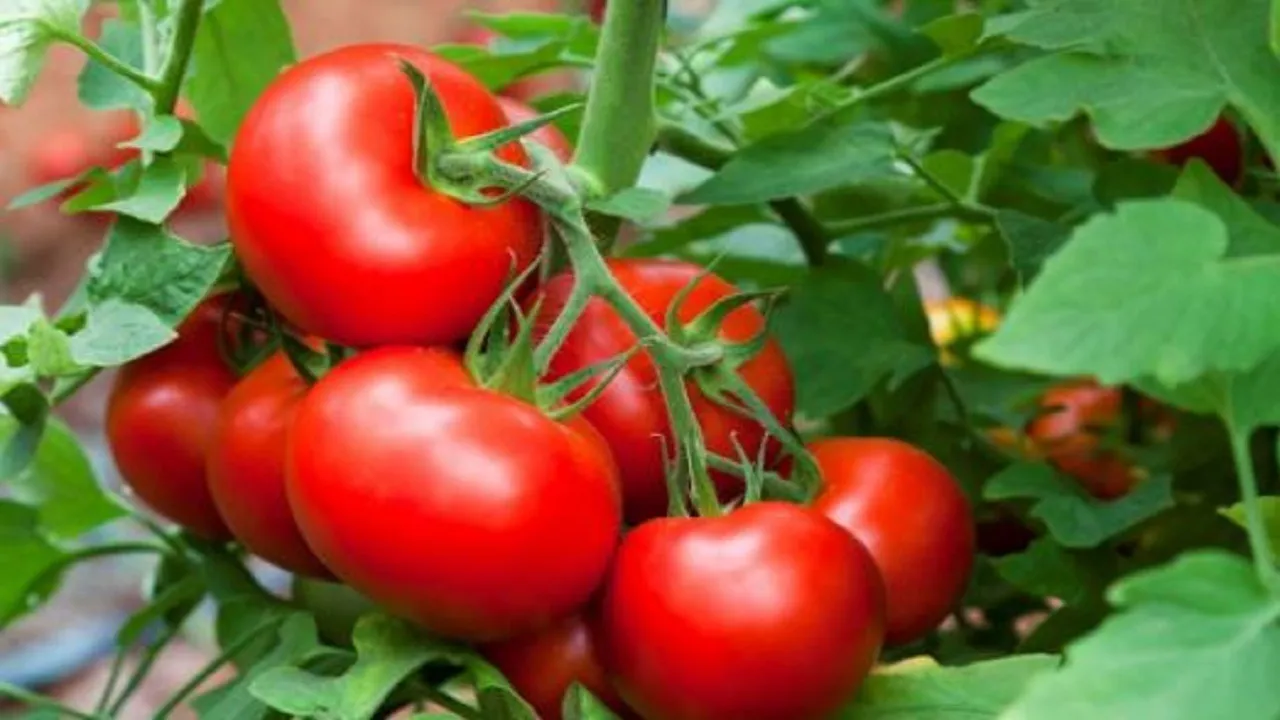 tomato