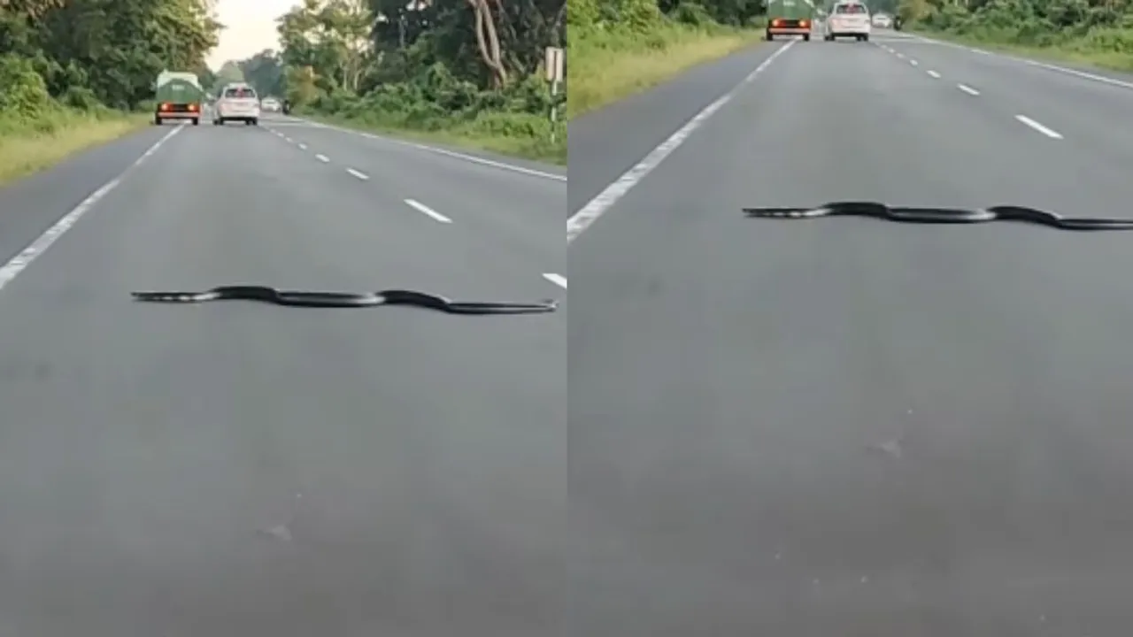 viral black cobra snake